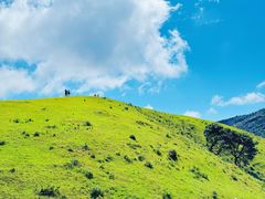 -大姆山草场