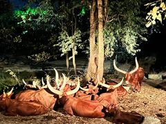 -清迈夜间动物园