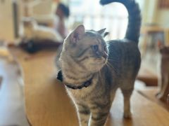 -猫咖时代(中山亭店)