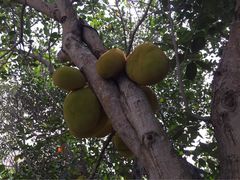 三亚凯莱仙人掌度假酒店-三亚亚龙湾凯莱仙人掌度假酒店