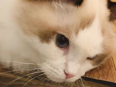 -袖虎·猫馆(体育西路店)