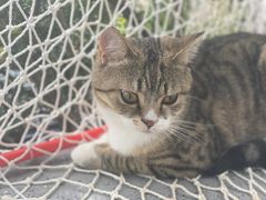 -喵屿·大理花园猫咖