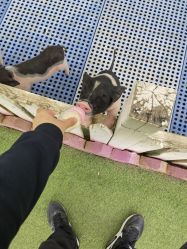 -萌宠亲子动物乐园(槐房万达店)