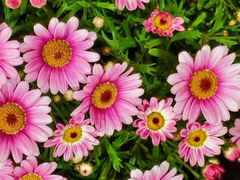 -溪岸路花鸟市场