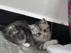 -lincat·猫舍(广州店)