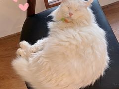 -有猫主题·治愈系猫咖(曾厝垵店)