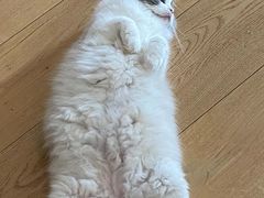 -佳雯宠物医院·皮肤科·内外科(春晓路分院)