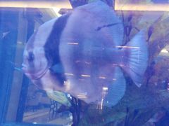 android_upload_pic-碧桂园凤凰城酒店(南京店)