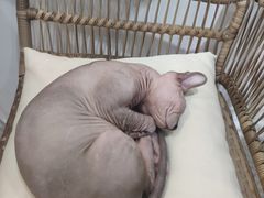 -共舞时光猫咖·狗咖(新街口店)