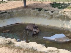 -西霞口神雕山野生动物世界