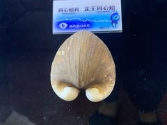 -贝壳梦幻世界