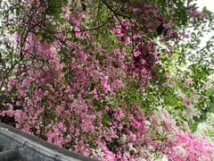 -深圳国际园林花卉博览园