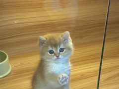 -猫十亿·布偶金渐层·曼基康矮脚猫舍(青年路店)