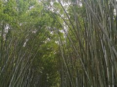 -海南热带野生动植物园