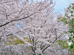 -高东镇樱花园