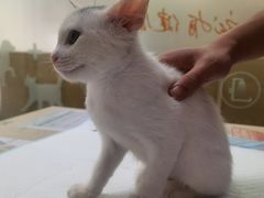 -艾贝尔宠物诊疗