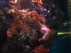 -暹罗海洋世界