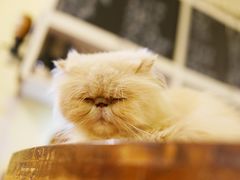 -猫色咖啡·猫咖