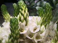 -豆豆花艺(新光天地店)