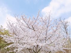 -顾村公园