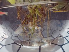 -万商花鸟市场