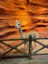 -酷嗒动物文化乐园(cutezoo西溪乐天城店)