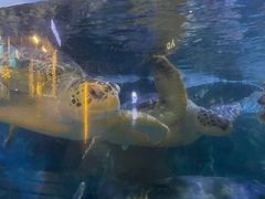 -烟台海昌鲸鲨海洋公园