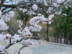 -香山公园