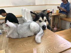 -李小姐の猫咖啡馆(五角场店)