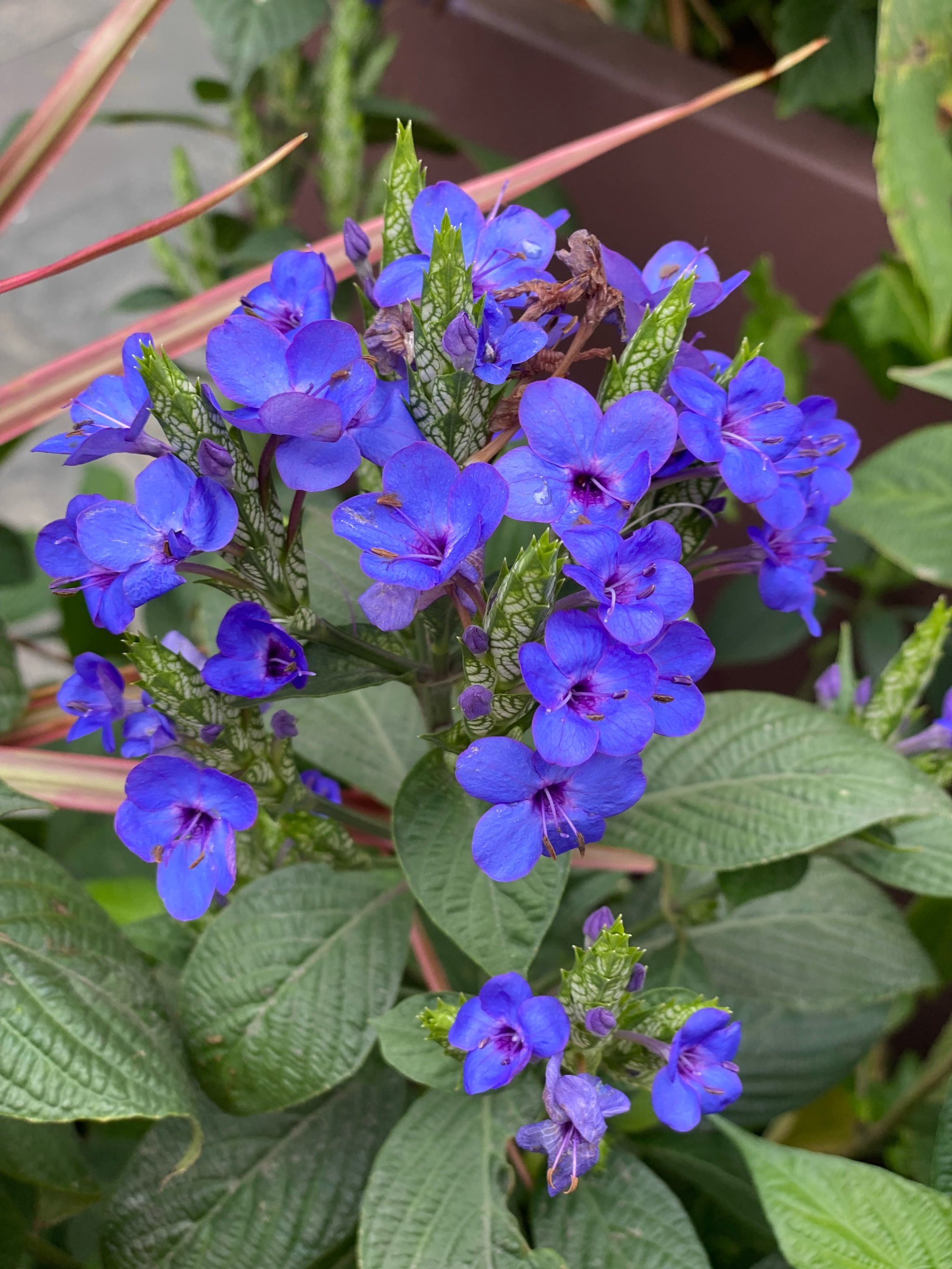 好看的花花图片图片