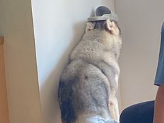 -Husky Go! 哈士奇体验馆·宠物咖啡厅狗咖