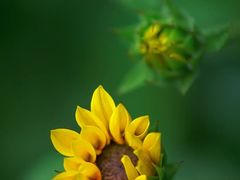 -光明小镇欢乐田园