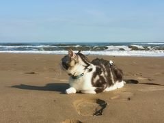 -猫大福·Fortune Cat猫舍(百子湾店)