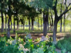 -大兴滨河森林公园