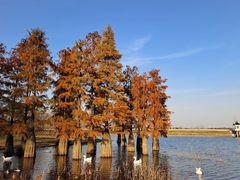 -池杉湖湿地公园