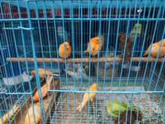 -青石桥花鸟鱼虫市场(叠翠城店)