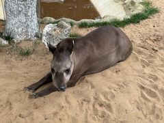 -西霞口神雕山野生动物世界
