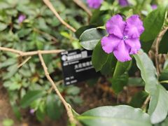 -中国科学院华南植物园