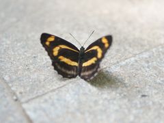 -王顺山国家森林公园