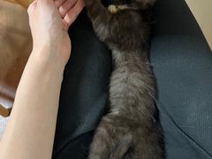 -楼上猫咖(罗湖店)