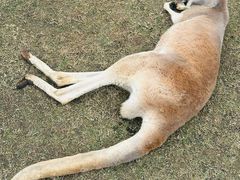 -可伦宾野生动物保护区