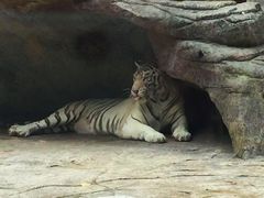 -灵玲国际马戏城