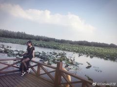 -荷塘月色湿地公园·向阳花洲