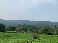 -雁南飞茶田景区