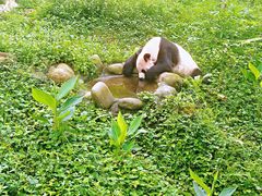 -都江堰中华大熊猫苑