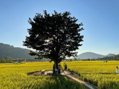 -风云岭森林公园