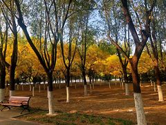 -大兴滨河森林公园