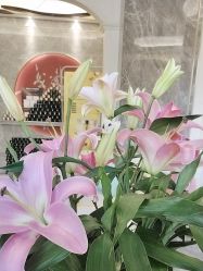 -雅曼妮spa美容养生