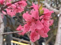 -桃源山庄·水蜜桃采摘·柴火鸡·烧烤团建(龙泉山店)