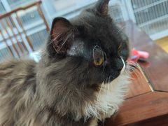 -喵百万·布偶·蓝金金渐层英短·猫舍(百子湾店)